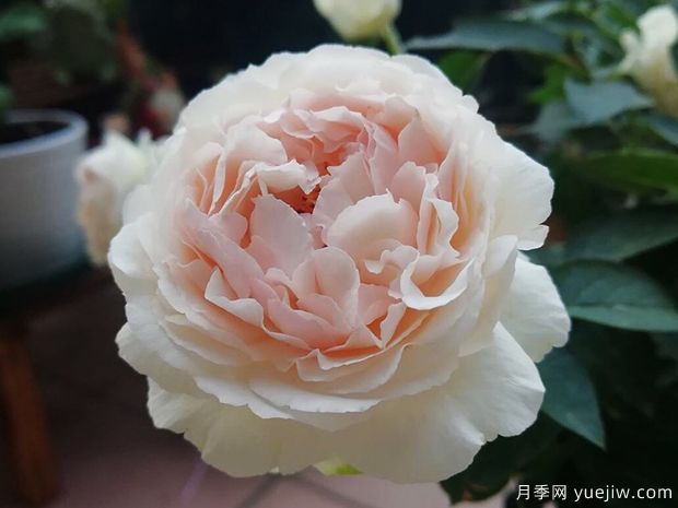 伊芙钱特玛丽月季(图1)