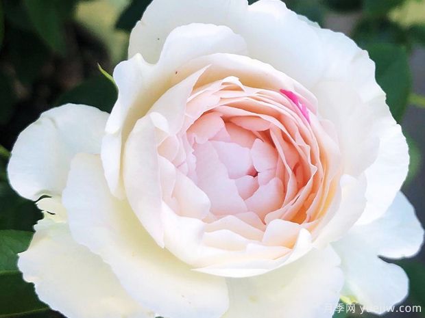 伊芙钱特玛丽月季(图2)