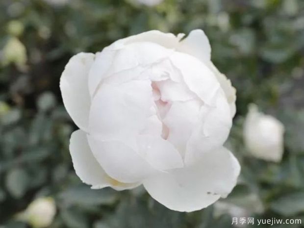 伊芙钱特玛丽月季(图3)