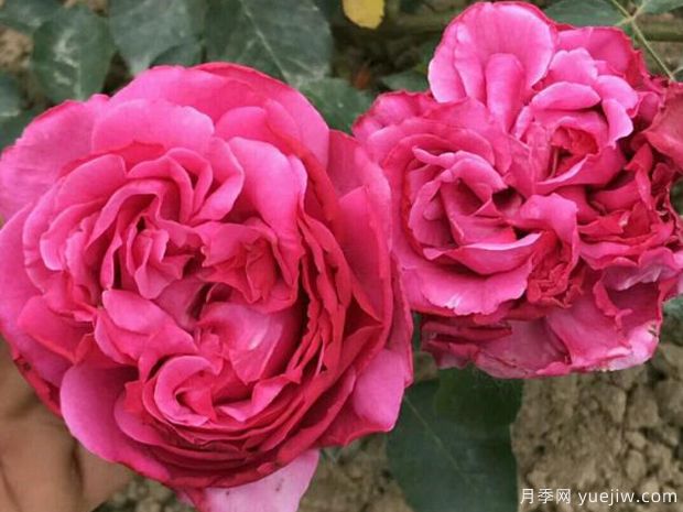 伊芙里奥月季/伊冯娜洛里奥月季(图2) 伊芙伊冯娜洛里奥月季/伊芙里奥(图2)