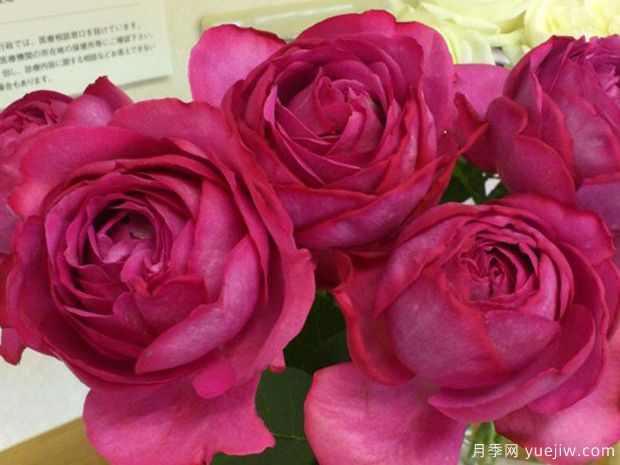 伊芙里奥月季/伊冯娜洛里奥月季(图3) 伊芙伊冯娜洛里奥月季/伊芙里奥(图1)