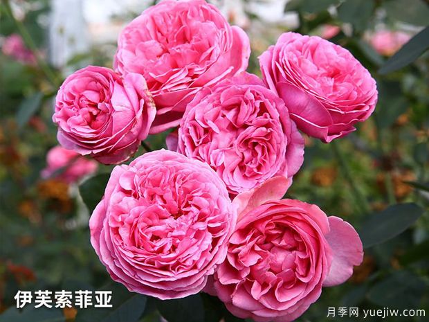 伊芙索菲亚月季(图1)