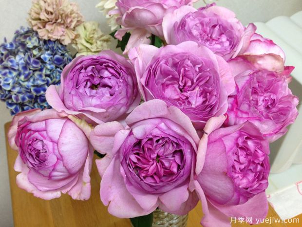 伊芙索菲亚月季(图3)