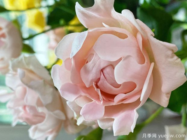 海葵宝宝月季/苏芬月季(图1) 海葵宝宝月季/苏芬月季(图1)