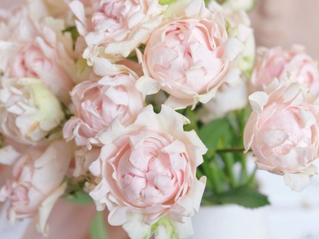 海葵宝宝月季/苏芬月季(图2) 海葵宝宝月季/苏芬月季(图2)