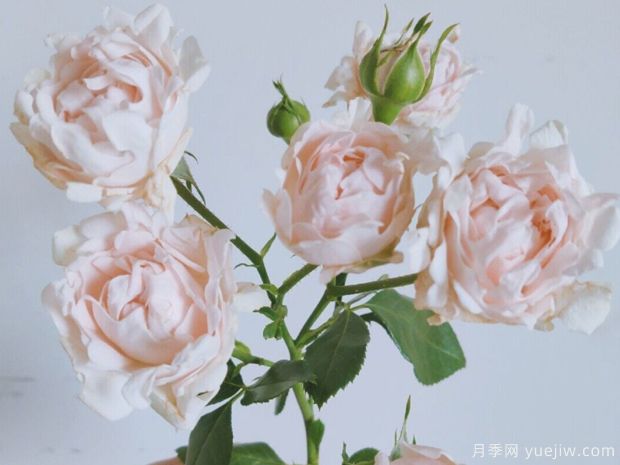 海葵宝宝月季/苏芬月季(图3) 海葵宝宝月季/苏芬月季(图3)