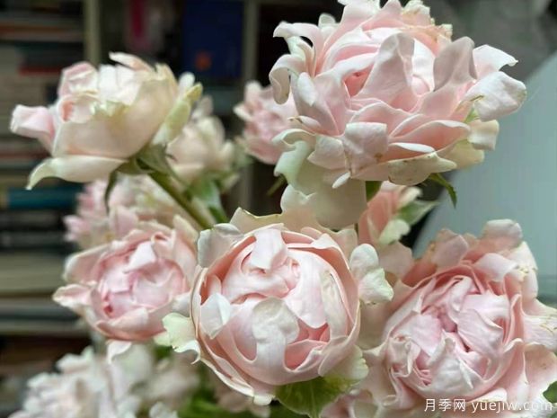 海葵宝宝月季/苏芬月季(图4) 海葵宝宝月季/苏芬月季(图4)