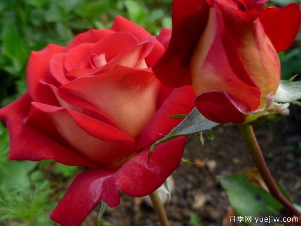 绝代佳人月季/埃及艳后月季(图1) 绝代佳人月季/埃及艳后月季(图1)