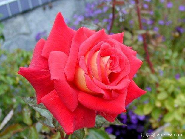 绝代佳人月季/埃及艳后月季(图2) 绝代佳人月季/埃及艳后月季(图2)