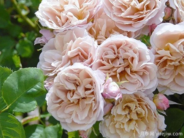 八神庵月季/神庵/伊织(图2)