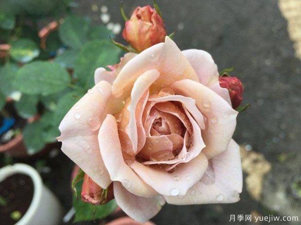 八神庵月季/神庵/伊织(图3)