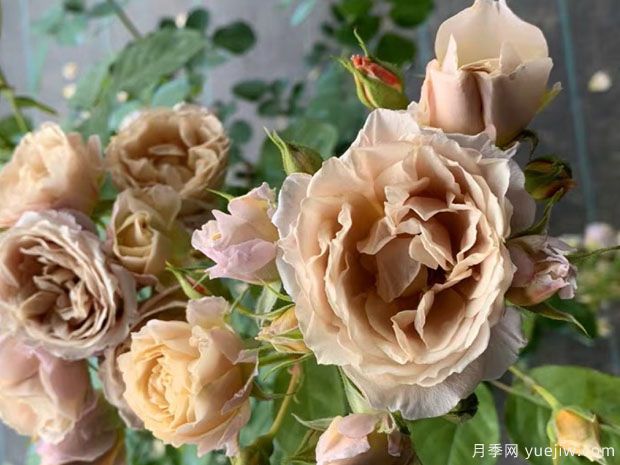 八神庵月季/神庵/伊织(图1)