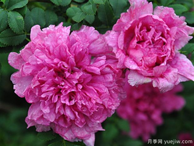 十六夜玫瑰月季(图2)