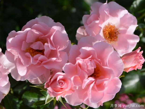 微笑丽莎月季/笑颜月季(图1)