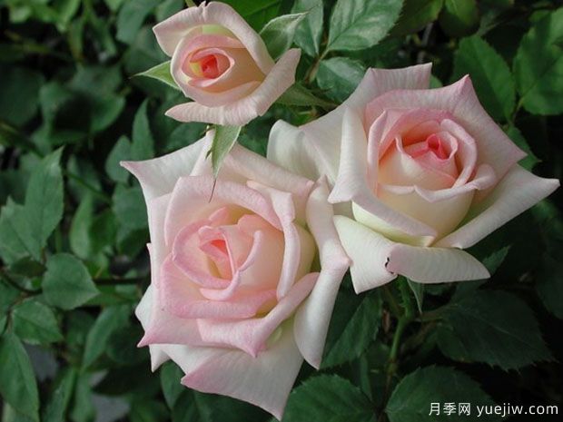 女主角月季/一流小姐月季(图1)