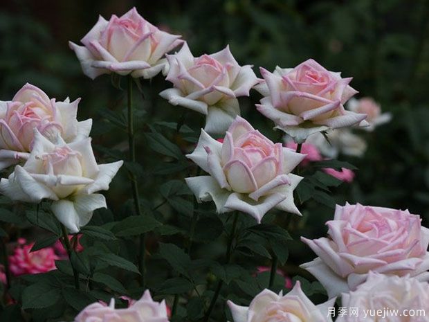 女主角月季/一流小姐月季(图2)