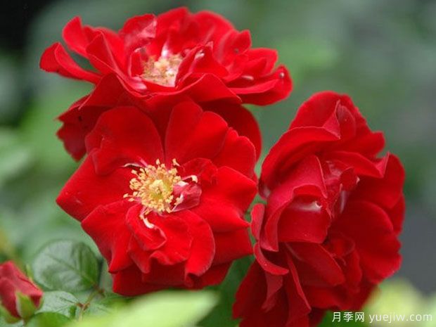 恋情火焰月季(图1) 恋情火焰月季(图1)