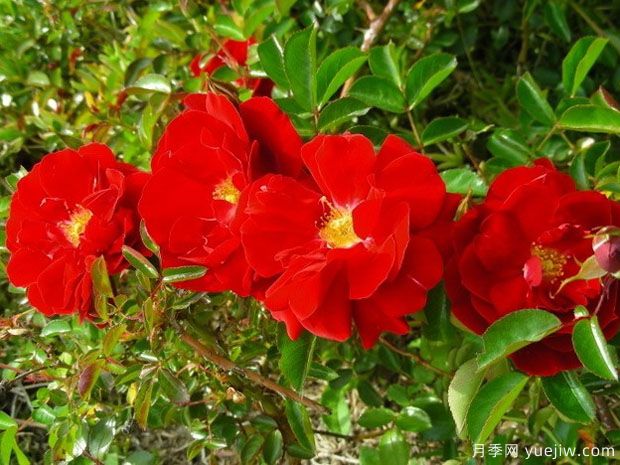 恋情火焰月季(图3) 恋情火焰月季(图3)