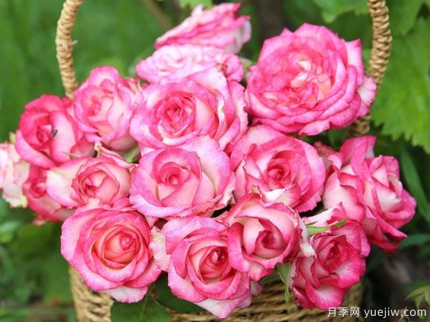 诱惑月季(图1) 诱惑月季(图1)