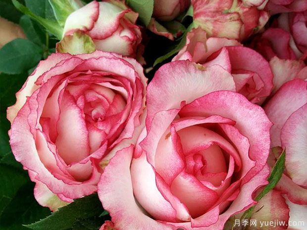 诱惑月季(图2) 诱惑月季(图2)