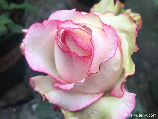 诱惑月季(图3) 诱惑月季(图3)