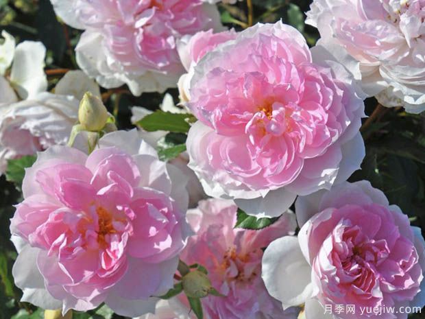 夏莉玛月季(图1) 夏莉玛月季/夏利玛月季(图1)