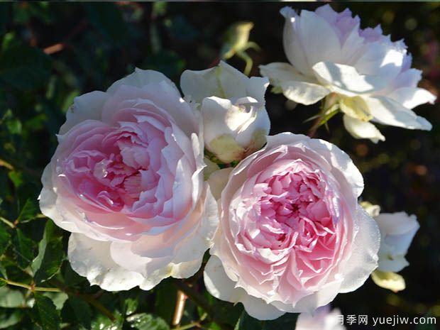 夏莉玛月季(图2) 夏莉玛月季/夏利玛月季(图2)