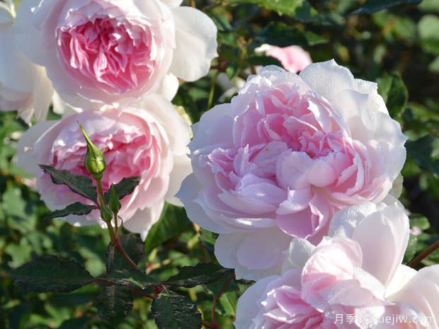 夏莉玛月季(图3) 夏莉玛月季/夏利玛月季(图3)