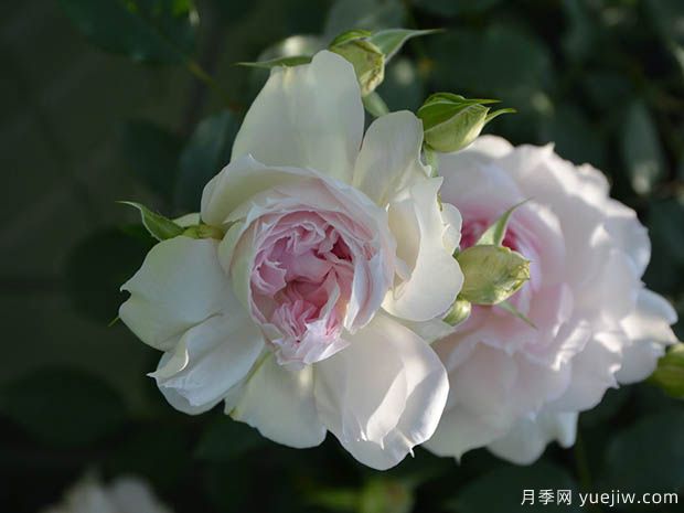 夏莉玛月季(图4) 夏莉玛月季/夏利玛月季(图4)