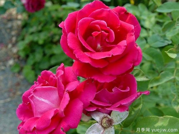 雅卡兰达月季/蓝花楹月季(图1)