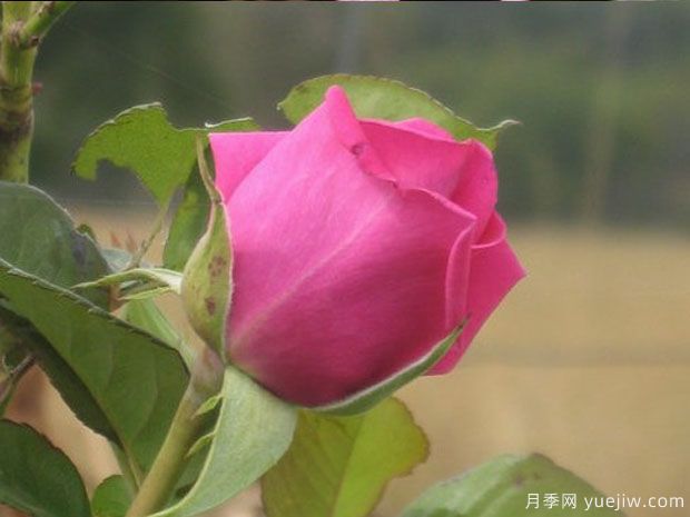 雅卡兰达月季/蓝花楹月季(图2)