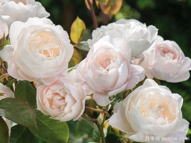 黛丝德梦娜月季(图1) 黛丝德蒙娜月季/苔丝狄蒙娜月季(图1)