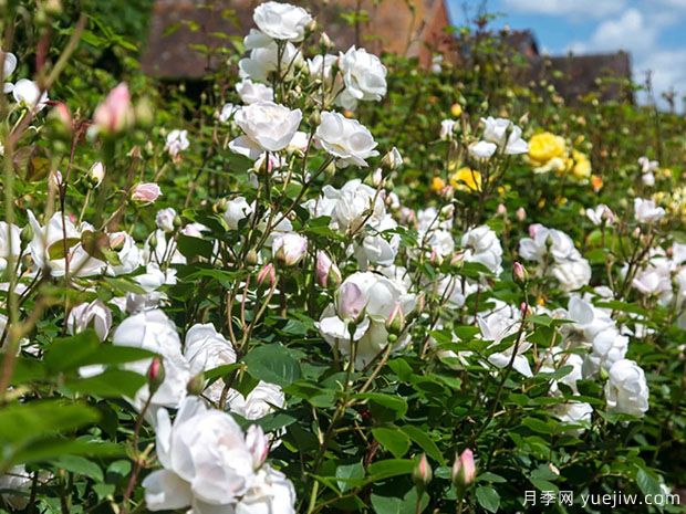 黛丝德蒙娜月季/苔丝狄蒙娜月季(图3)