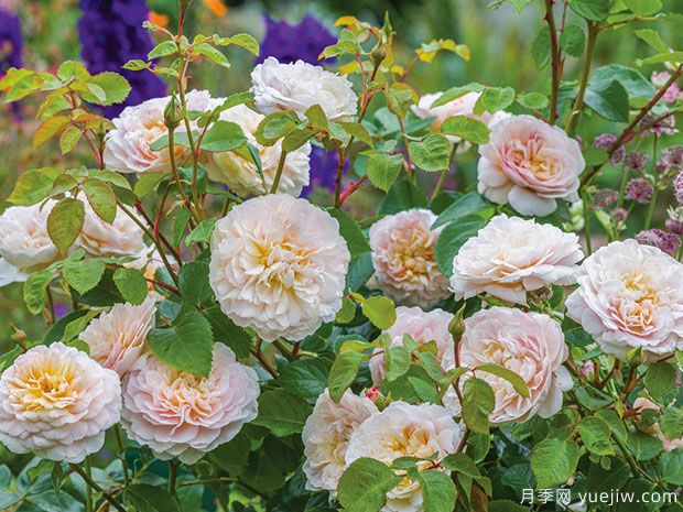 艾米莉勃朗特月季(图2)