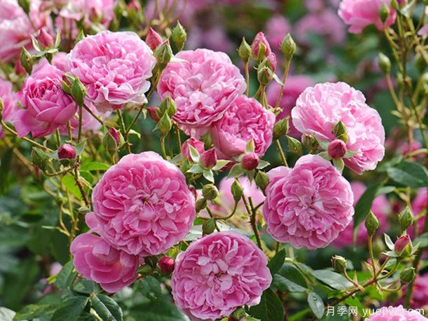 哈洛卡尔月季/哈罗卡尔(图4)