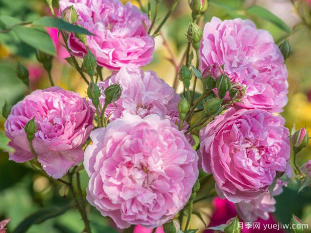 哈洛卡尔月季/哈罗卡尔(图5)