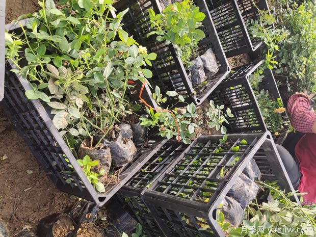6万棵红从容黄从容月季杯苗移植安徽景区道路(图3)