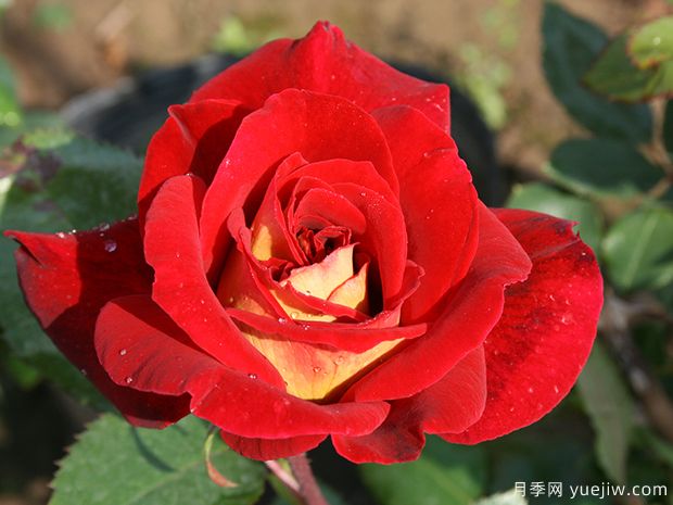 梅朗随想曲月季/梅郎随想曲月季(图1) 梅朗随想曲月季/梅郎随想曲(图1)