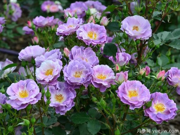 蓝色梦想月季 ,梦幻的蓝紫色,让人一眼难忘(图1) 蓝色梦想月季 ,梦幻的蓝紫色,让人一眼难忘(图1)