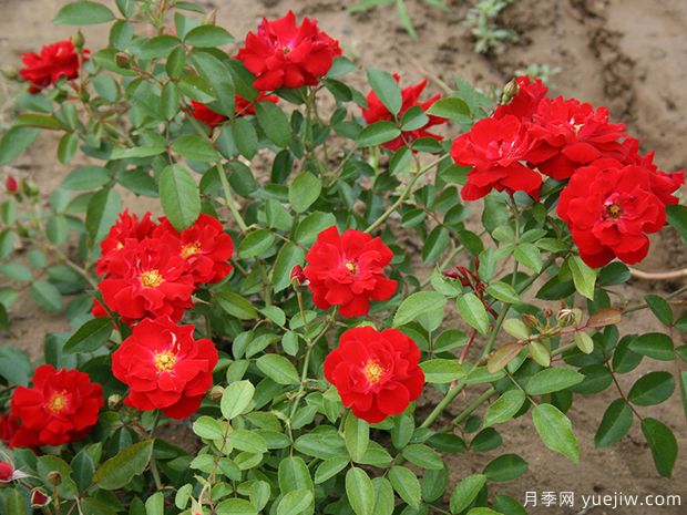 恋情火焰月季(图2) 恋情火焰月季(图2)