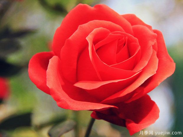 玛斯兰月季/永远的马斯兰月季(图2)