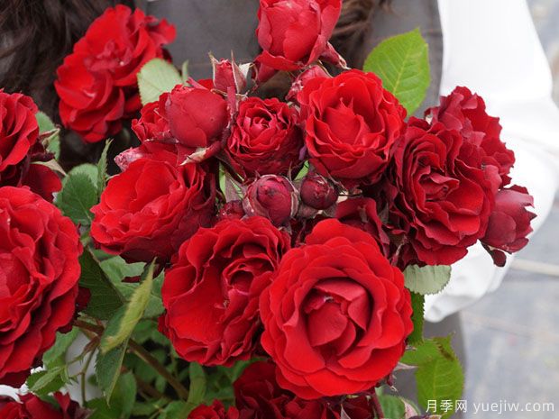 玛斯兰月季/永远的马斯兰月季(图3)