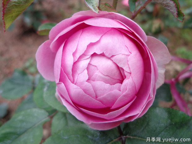 桃香月季/香桃月季(图3)