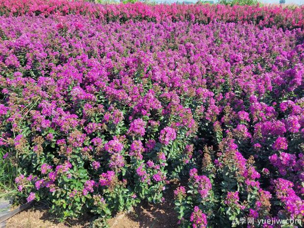 紫薇_百日红(图2) 紫薇(图2)