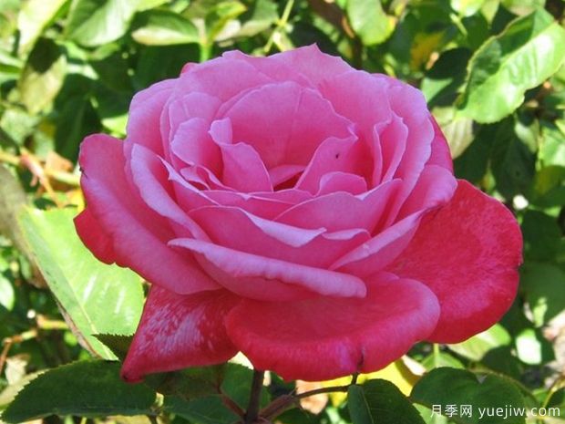 友谊月季(粉)(图2) 友谊月季(粉)(图2)