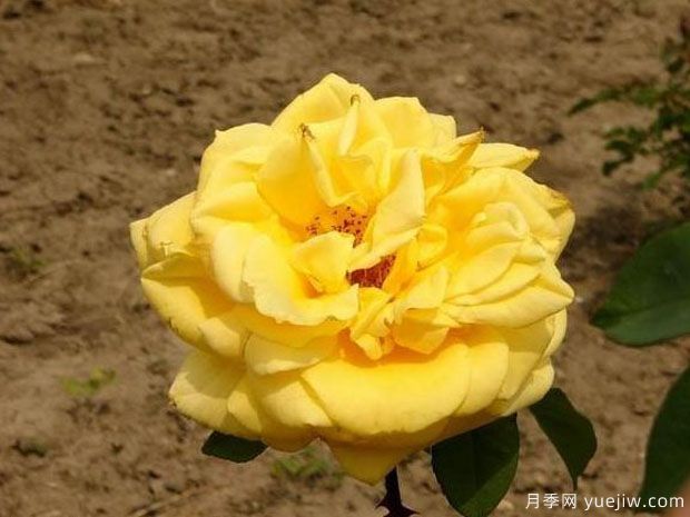 金色阳光月季(图2)