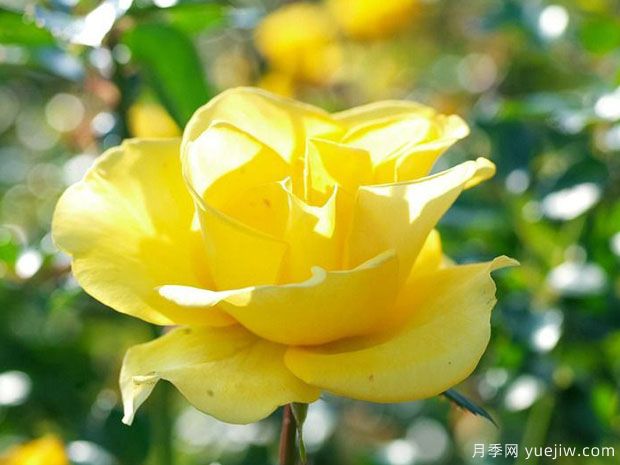 金色阳光月季(图3)