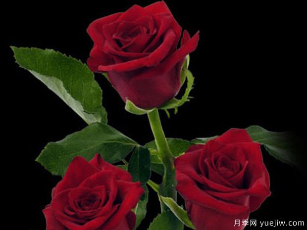 幸福时光月季/快乐时光月季(图1)