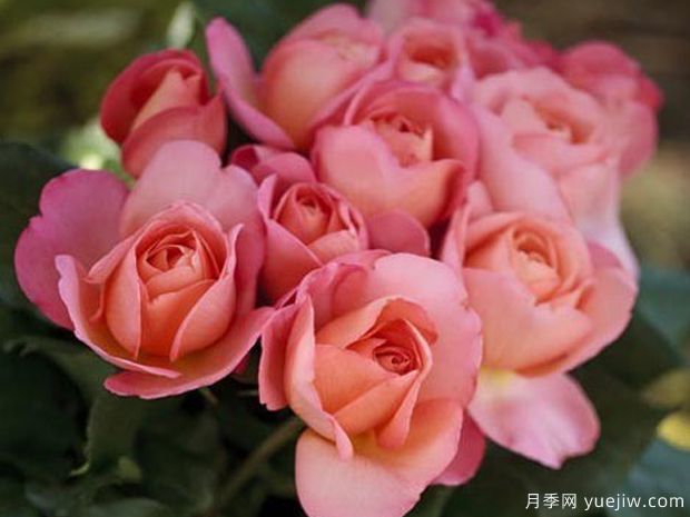 爵士音乐节月季(图2)