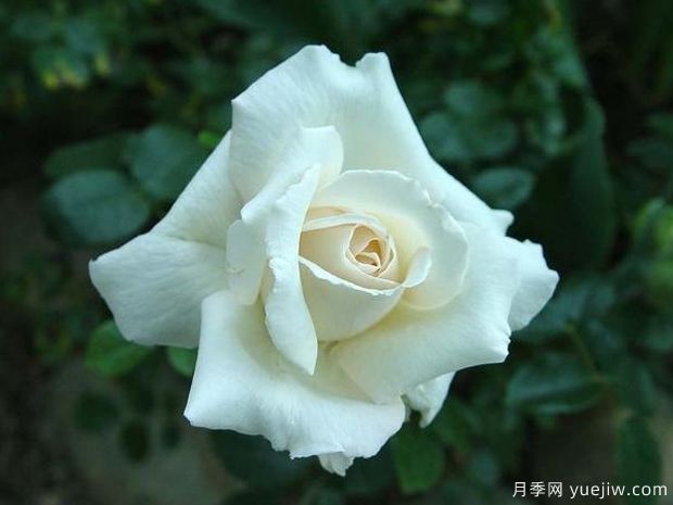 惊喜月季/振奋月季(浅粉)(图2)